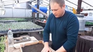 Посев ТОМАТОВ на рассаду