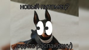 новый питомец 🐕🦺🐾