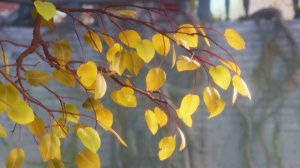 Кубики Дружбы Хор Ангельских Голосов