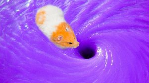 Приготовьтесь удивляться: невероятные испытания для хомяка!