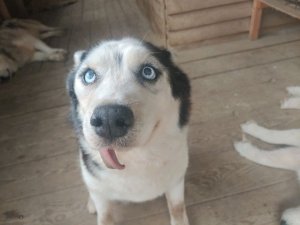 10 #хаски и компот