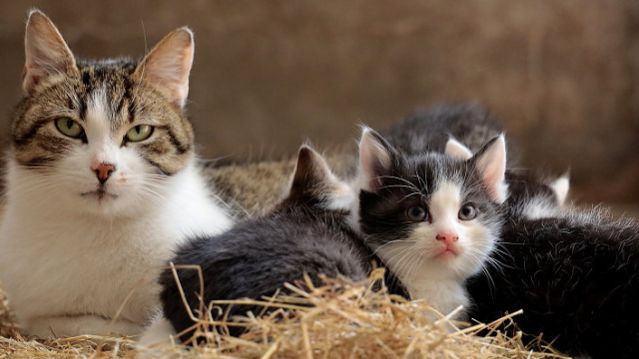 Как часто дегельминтизировать кошку