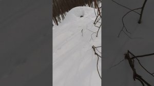 интересная охота: нашлись следы зайцев