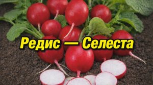 Редис Селеста — быстрый урожай для вашего огорода