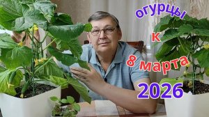 Огурцы на подоконнике к 8 Марта. часть 5