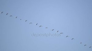 В обрамлении