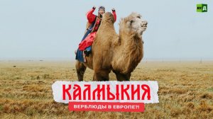 Саша в России: кухня без границ. Калмыкия: верблюды в Европе?!