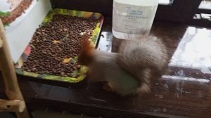 кормим белок утром