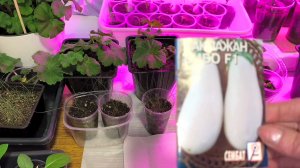 Решила всё же посеять баклажан🍆 😊😊