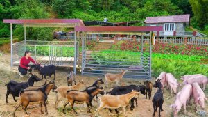 Строю загон для коз из металического профиля. Серия 46. Ли Фук Ви