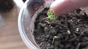 Лиственница из семян очень красиво всходит