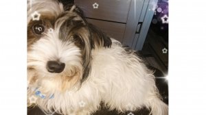 🐶челенджи с моей собакой 🐶