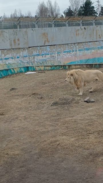 #животные#зоопарк#хищник#лев