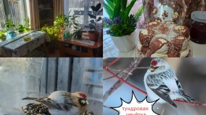 Ждали машину,чаепитие ,интересная птичка .