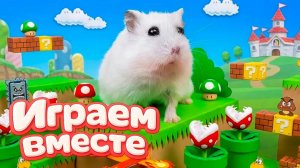 ХОМЯК ВЫБИРАЕТСЯ ИЗ СЕКРЕТНОЙ ХОМЯЧЕЙ ТЮРЬМЫ 🏁🐹 Помогаем выбраться из лабиринта