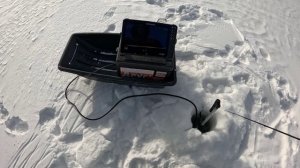 Ловля мелкого судачка на балансиры и вибы с Active Target 2😉