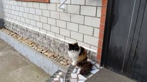 На солнышко вынесли рассаду