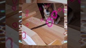 1000050953.mp4 (Собака наблюдает за устройством лестницы на 2-ой этаж в доме А-фрейм)