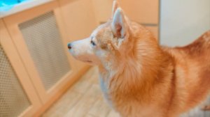 попи плийнитайм 5!