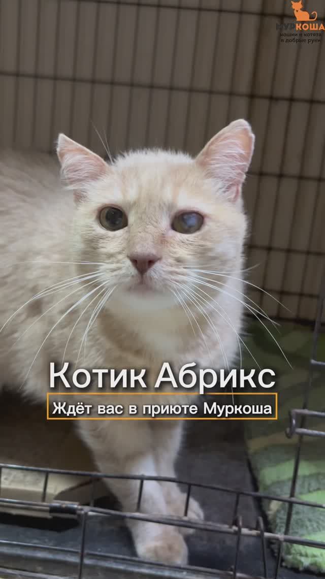 Абрикс ждёт вас в приюте #Муркоша