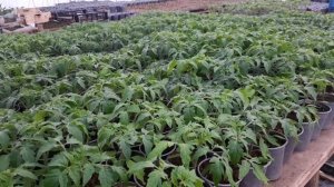 Рассада томатов от А до Я - ЗОЛОТЫЕ ПРАВИЛА ВЫРАЩИВАНИЯ (1)