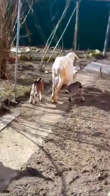 Многодетная коза