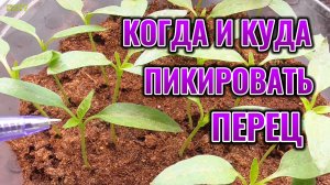 Не пикируйте рассаду ПЕРЦА пока не посмотрите это видео 🌶️🌱