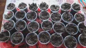 ПОСЕВ ПЕРЦА на РАССАДУ. Самый лучший способ для прорастания семян #перец #семена #посев #рассада