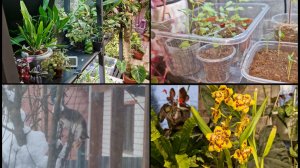 Осмотр домашних цветов и всходов в оранжерее. Есть же люди как люди! Коты прилетели