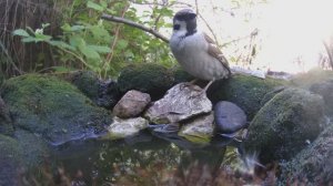 Птицы 30.05.2024 ПОИЛКА работает