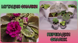 Пересадки фиалок.