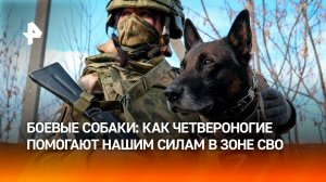Собаки ищут диверсионные группы ВСУ и обнаруживают мины в зоне СВО