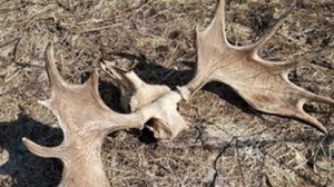 Нашёл лосиный череп с рогами.25.03.2025 г.