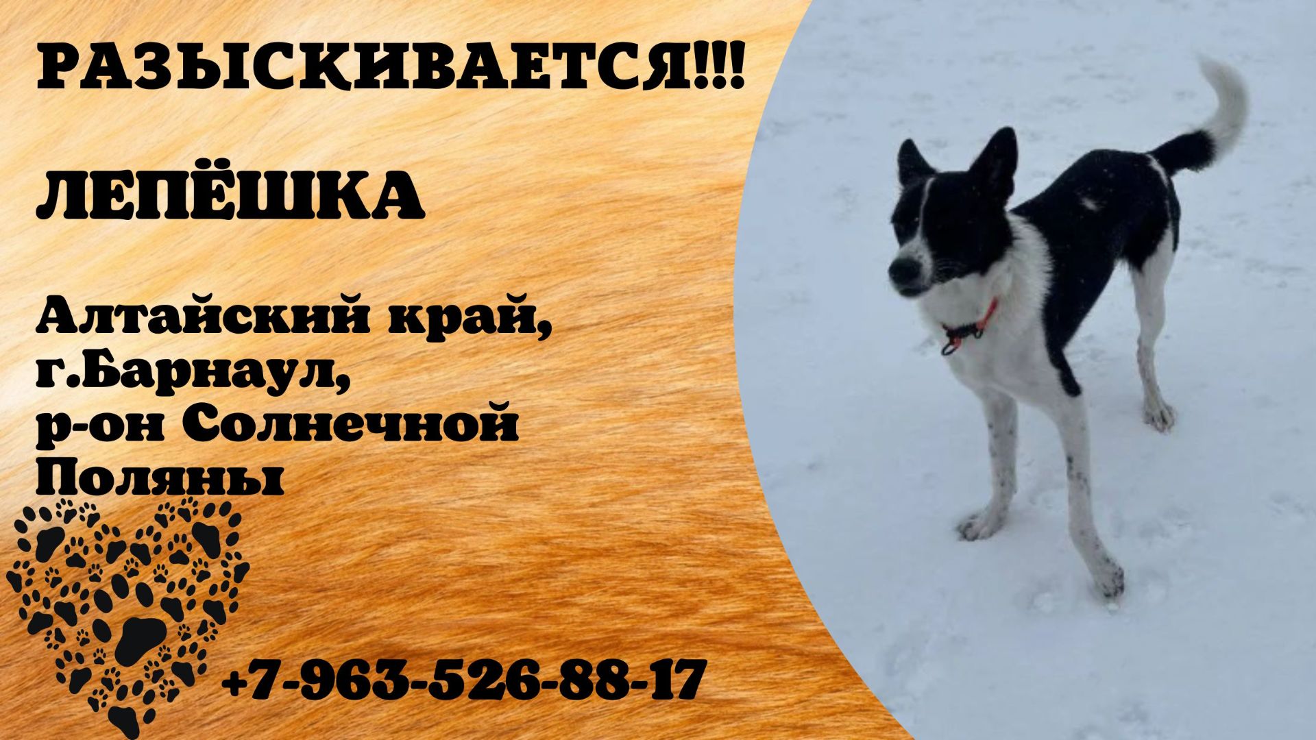 Пропала собака! ЛЕПЁШКА. Алтайский край, г.Барнаул