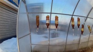 Иду в теплицу на разведку.Снегу по колено..КАК там внутри??. (1)