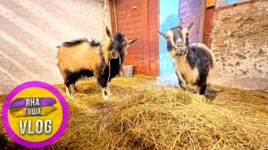 Козы, когда рожать то будете?