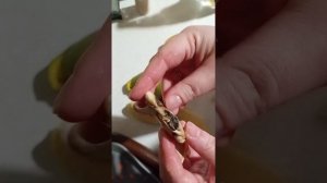 Часть 1 манго - проращивание семени