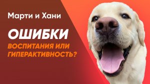 ГИПЕРАКТИВНАЯ СОБАКА ИЛИ ОШИБКИ ВОСПИТАНИЯ? / КАК НАУЧИТЬ СПОКОЙСТВИЮ / ПРОБЛЕМЫ ПОВЕДЕНИЯ
