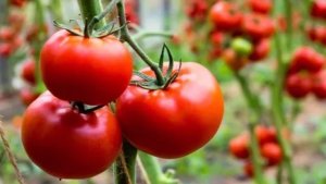 Эти сорта не подведут! Мой личный хит - парад томатов на 2026 г