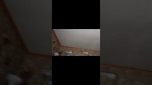 Играю с котёнком у бабушки.  Ссылка на мой тг канал в описание