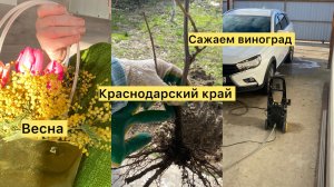 Переезд на юг. Весна на Кубани. Виноград сажаем. Нужен лом для земли.