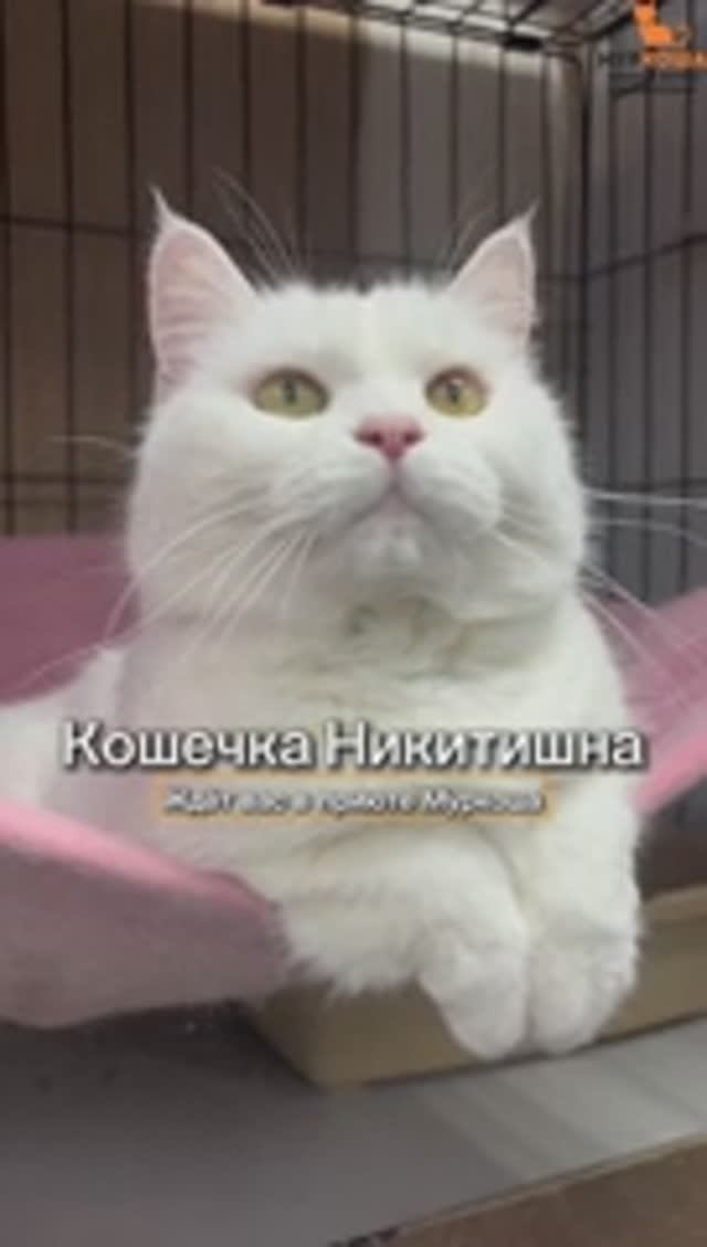 Никитишна ждёт вас в приюте #Муркоша