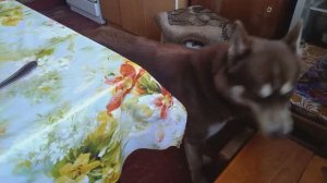 Как я своей собаке доходчиво говорю, что не надо ко мне лезть клянчить еду:)