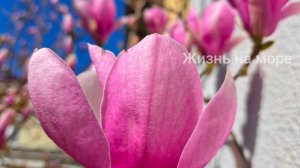 Первая магнолия расцвела в Геленджике 😍👍