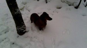 055 2016.11.12_09.35.04 Манька с белкой 1