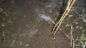 Выращивание граната в Краснодарском крае, раскрыл гранаты после зимовки.