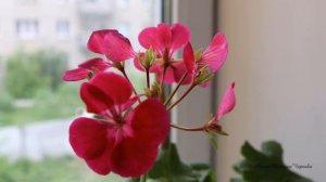 Обрезаем отцветшие цветоносы Герани