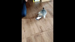 Щенок и гаджеты