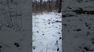 Кто ответит за кощунство и варварство на Центральном кладбище Кисловодска? 7.03.2026 г.