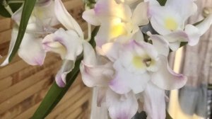 Дендробиум Нобиле. Самая не прихотливая орхидея.